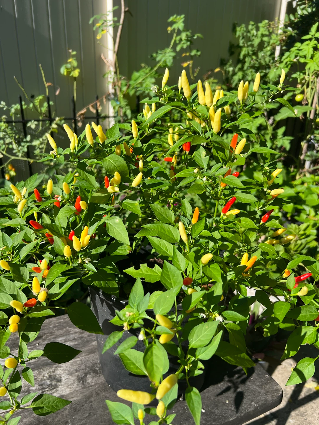 Organic Thai Chili Pepper Plant - photo 4