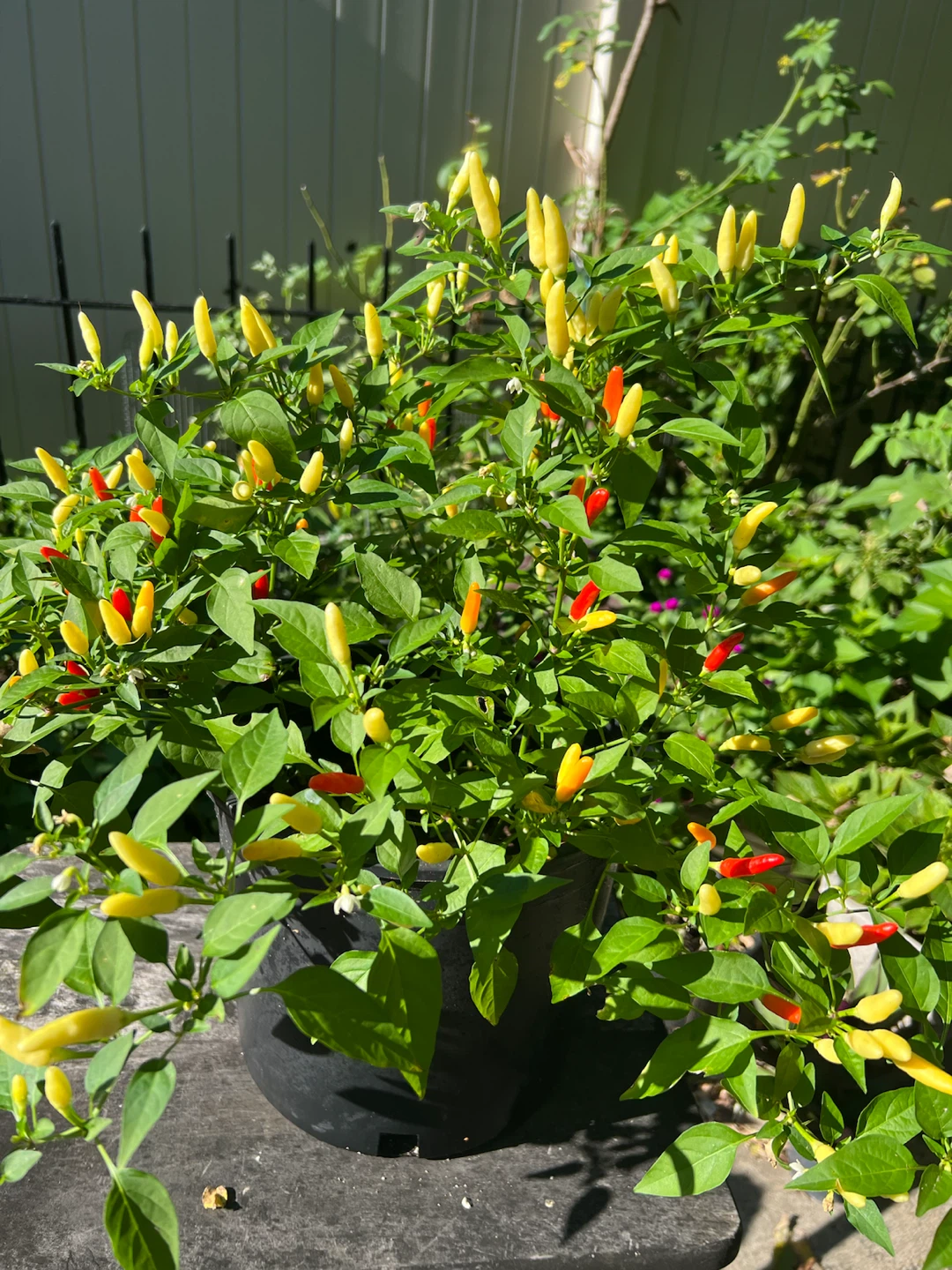 Organic Thai Chili Pepper Plant - photo 5