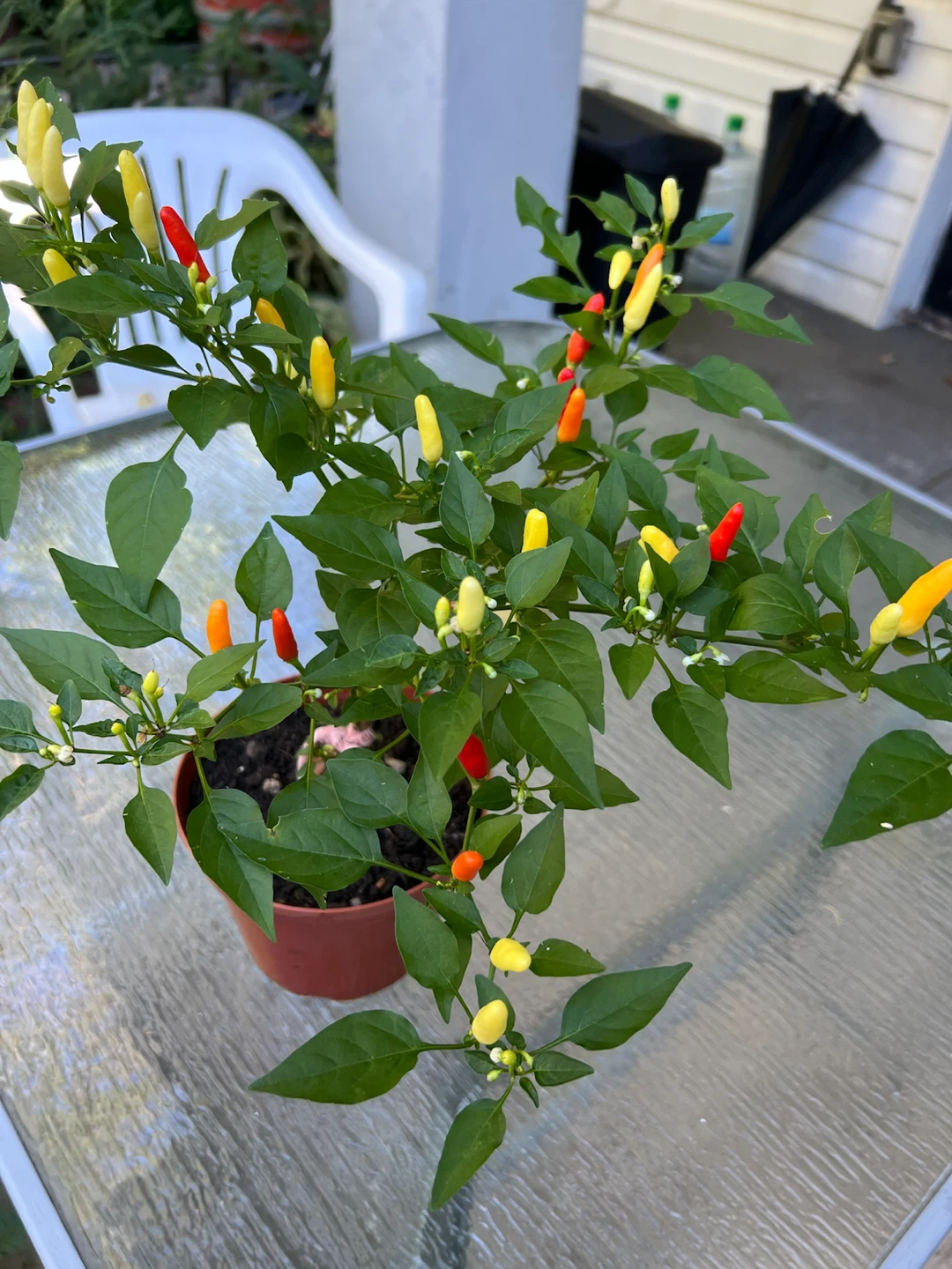 Organic Thai Chili Pepper Plant