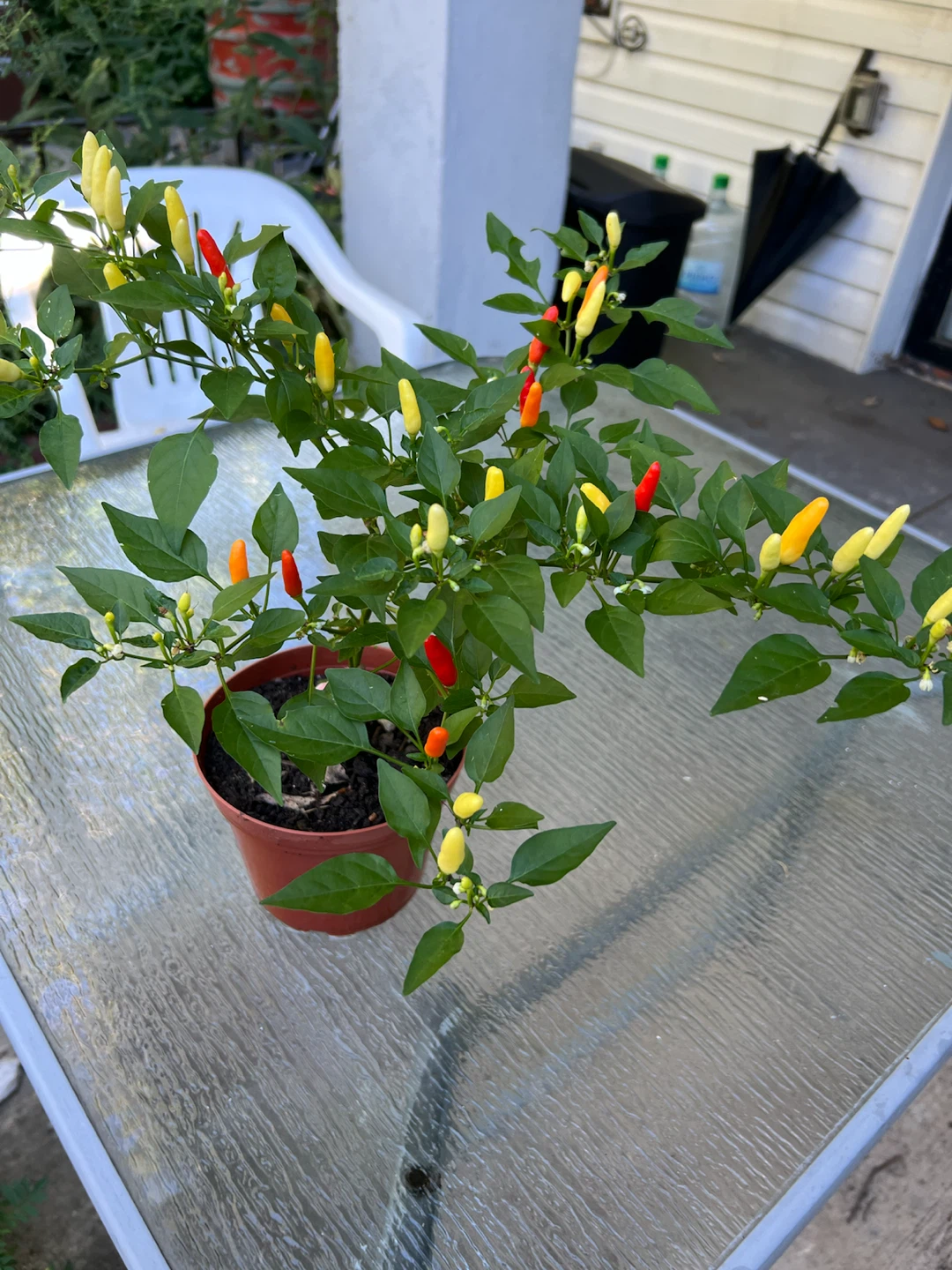 Organic Thai Chili Pepper Plant - photo 2