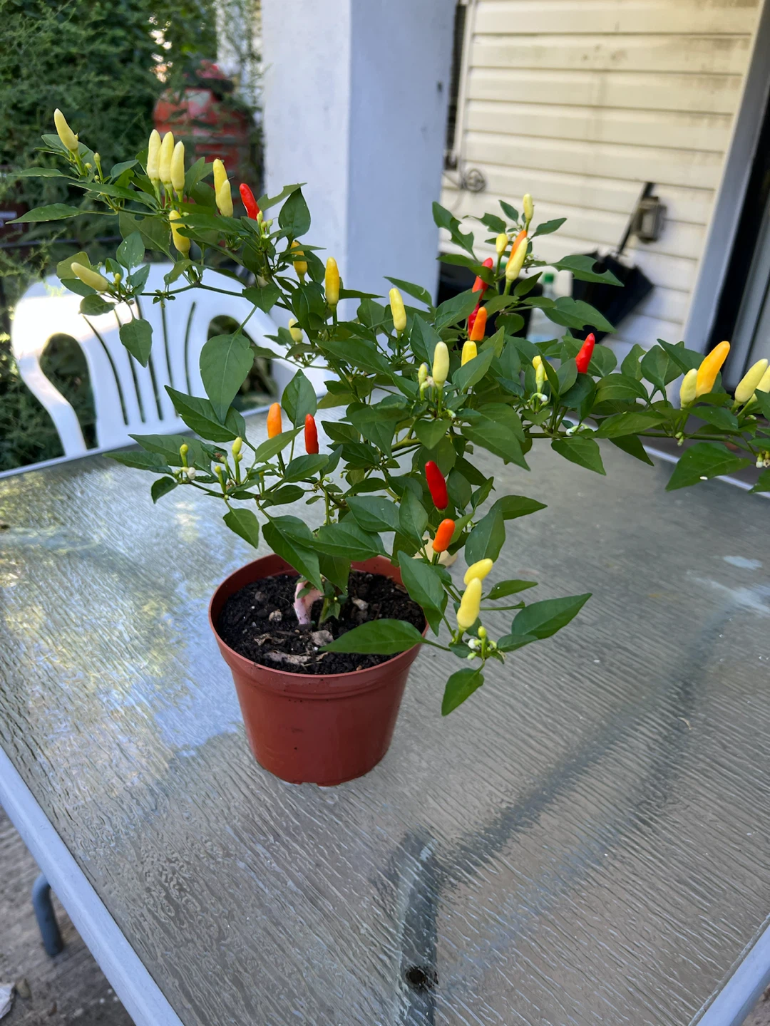 Organic Thai Chili Pepper Plant - photo 3