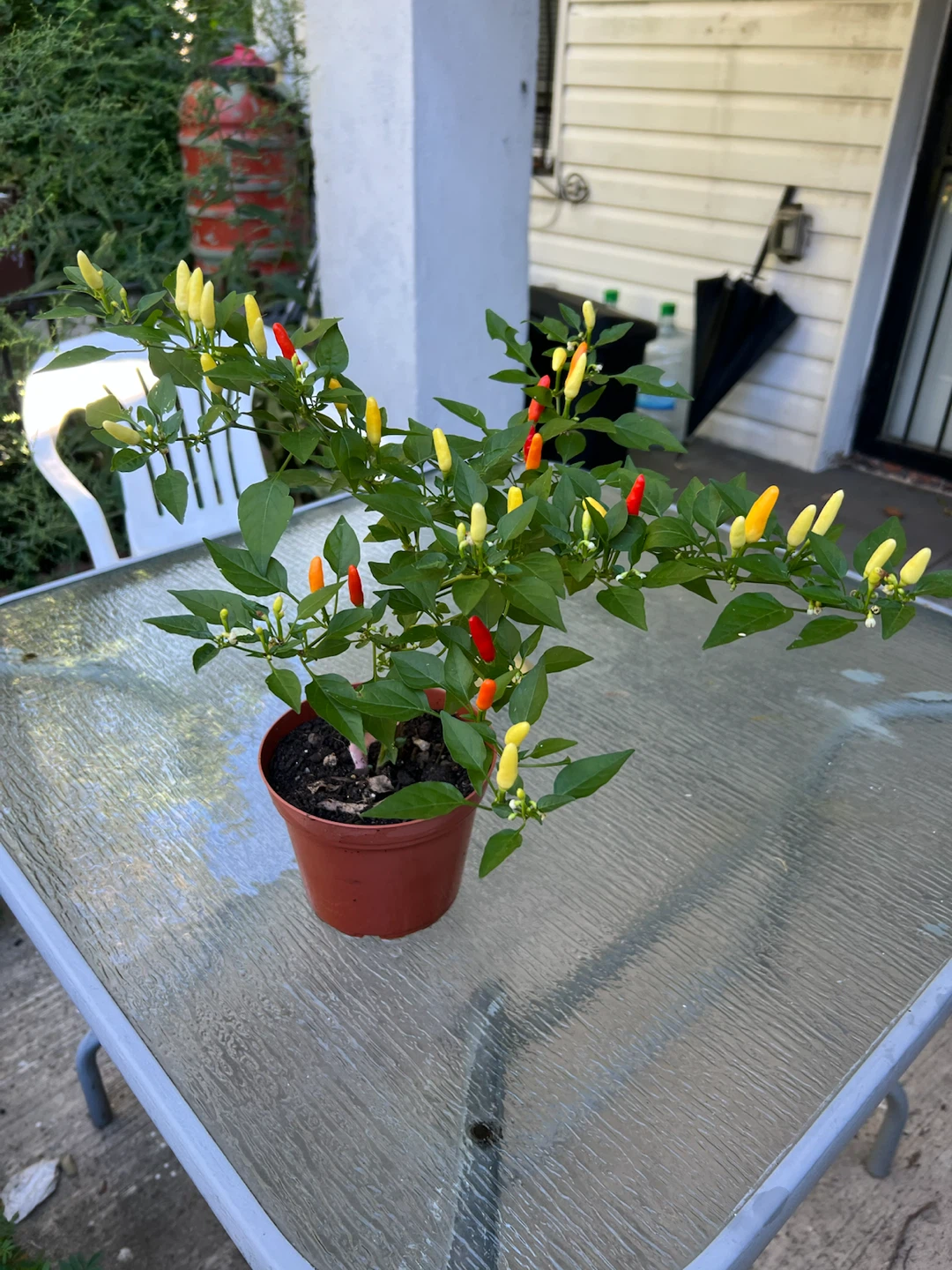 Organic Thai Chili Pepper Plant - photo 4