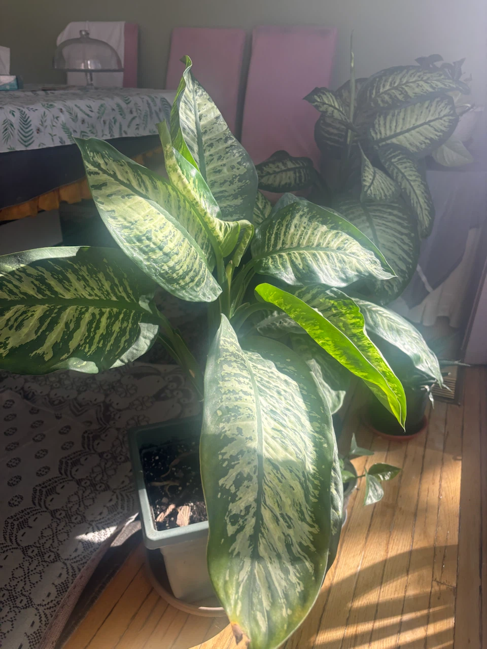 A large live plant
