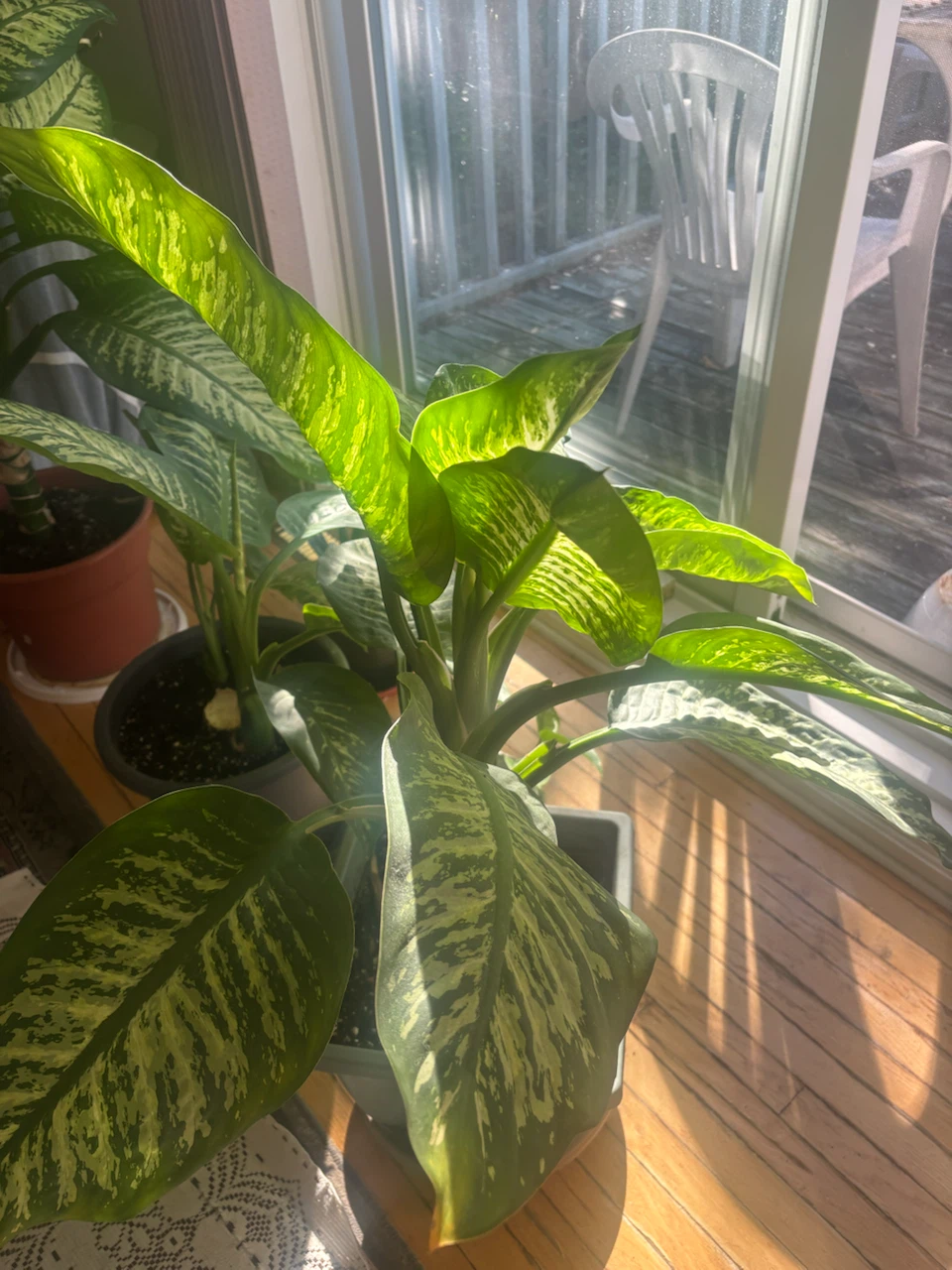 A large live plant - photo 2