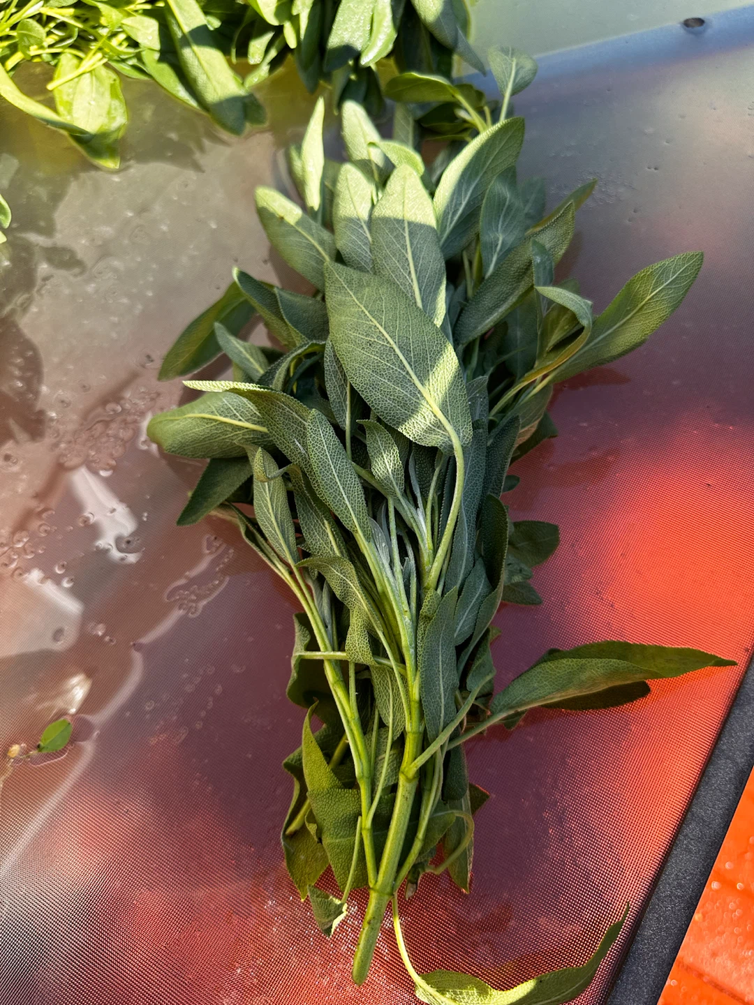 Fresh Garden Sage