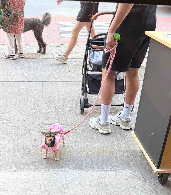 Pet Gear Pet Stroller - photo 3