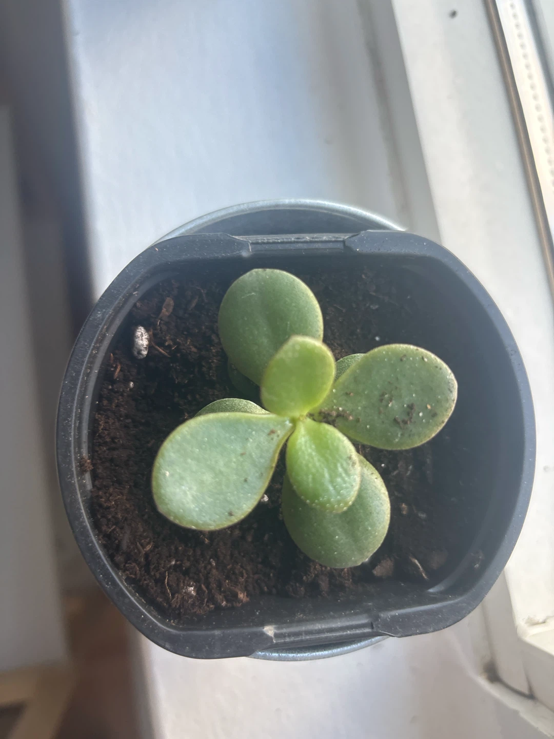 Small Jade Plant Succulent