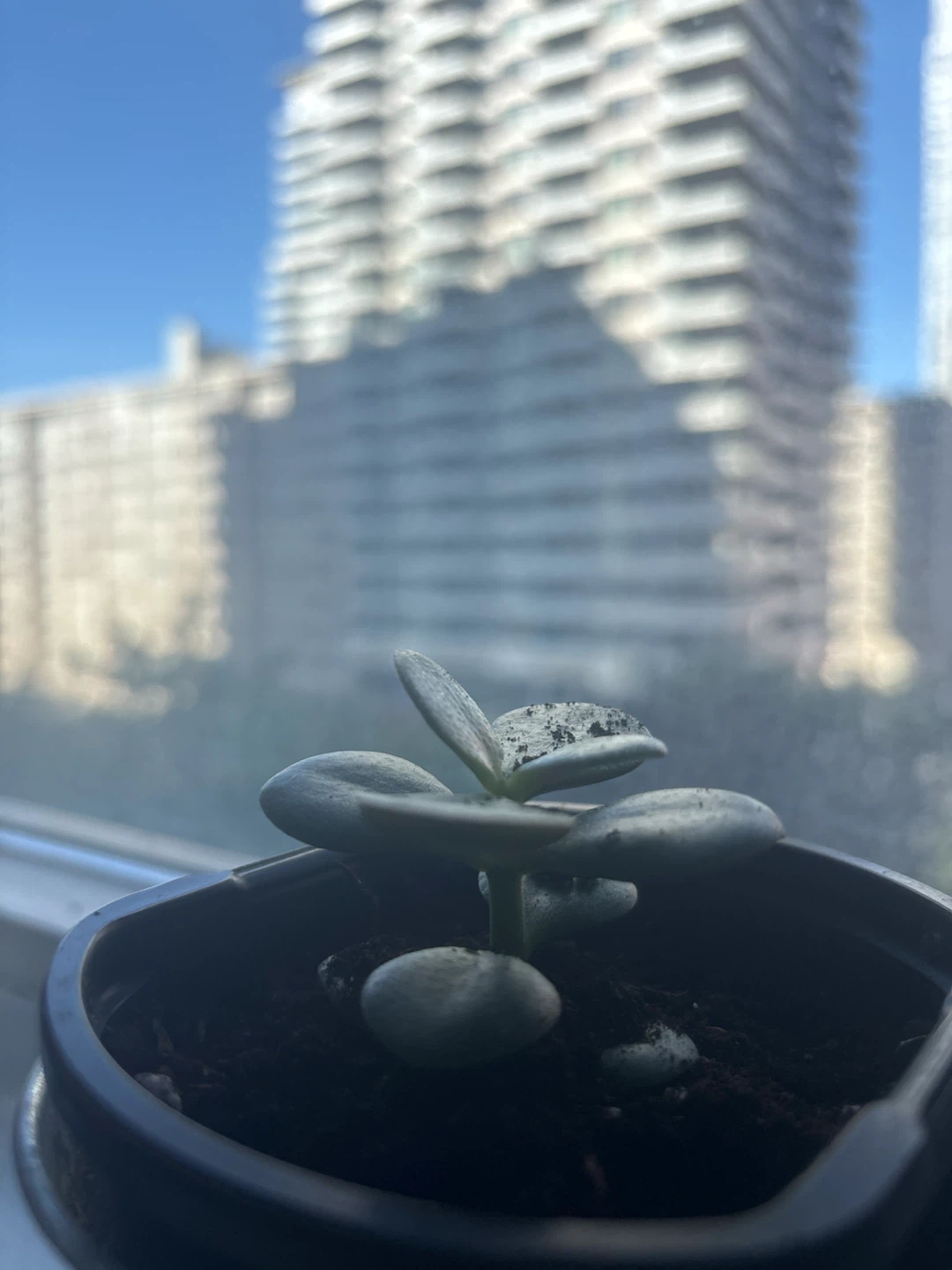 Small Jade Plant Succulent - photo 2