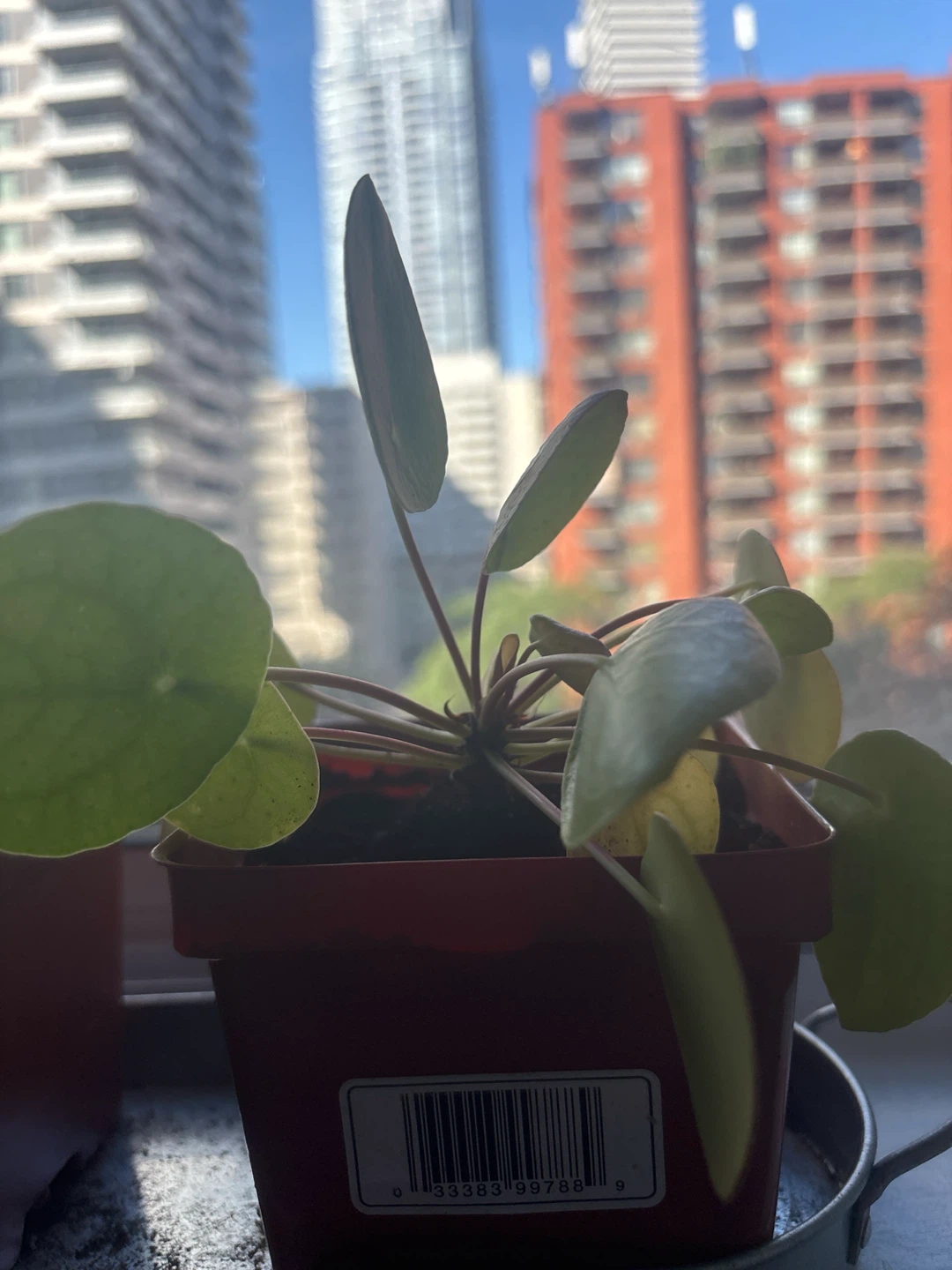 Pilea Peperomioides Plant