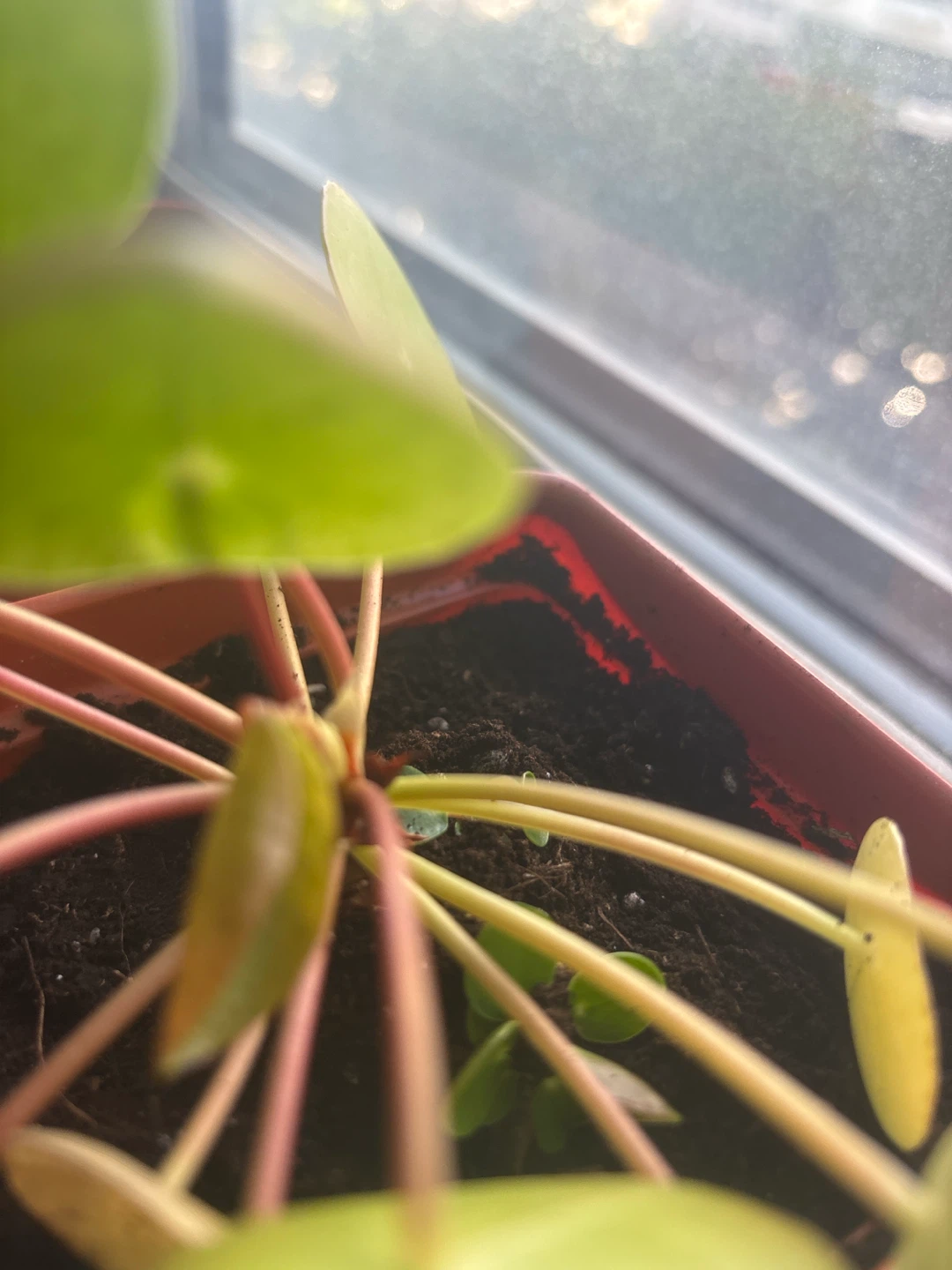 Pilea Peperomioides Plant - photo 2