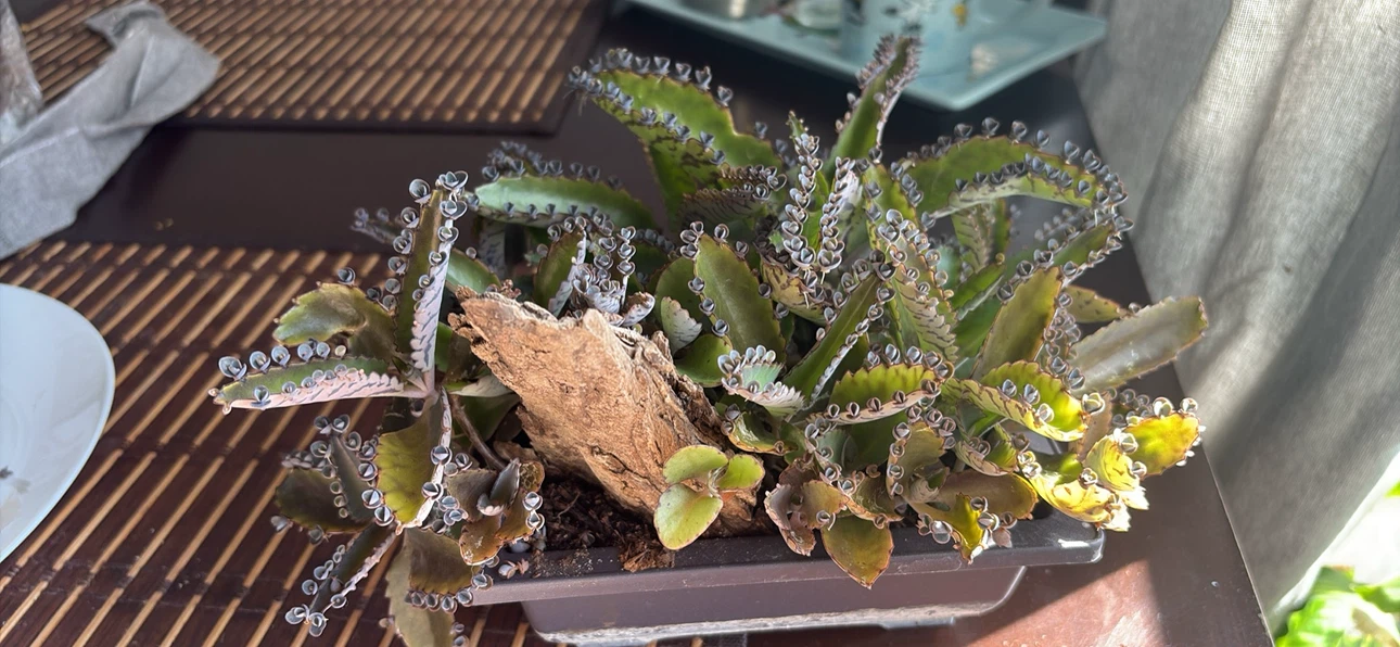 Mother of Thousands Plant
