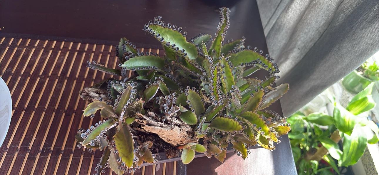 Mother of Thousands Plant - photo 2