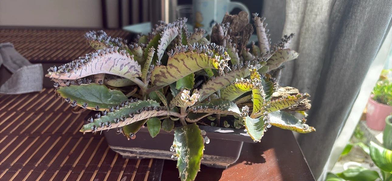 Mother of Thousands Plant - photo 3