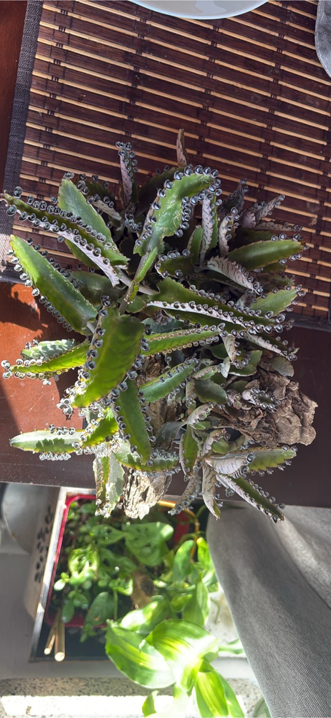Mother of Thousands Plant - photo 4