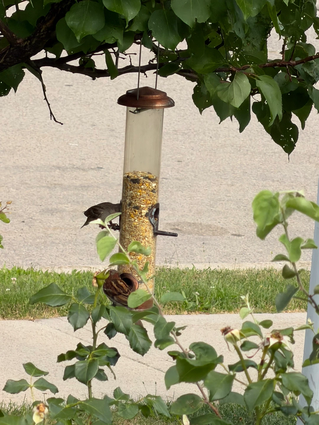 Clear Tube Bird Feeder with Copper Top
