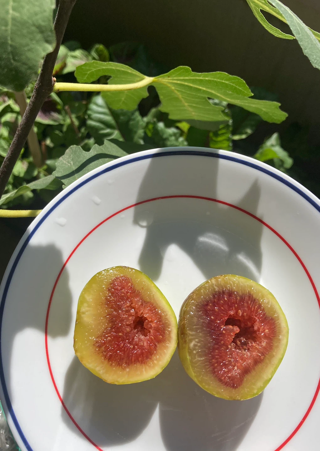 Potted Fig Trees - Dalmatie - photo 4