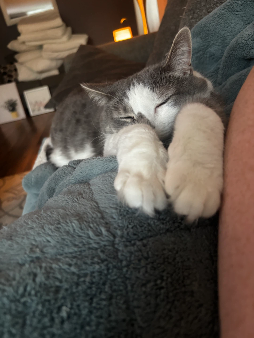 Loving, calm affectionate cat