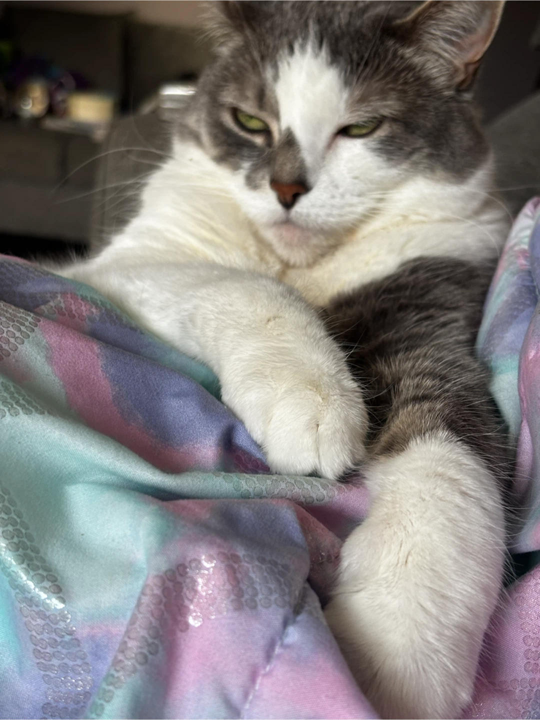 Loving, calm affectionate cat - photo 2