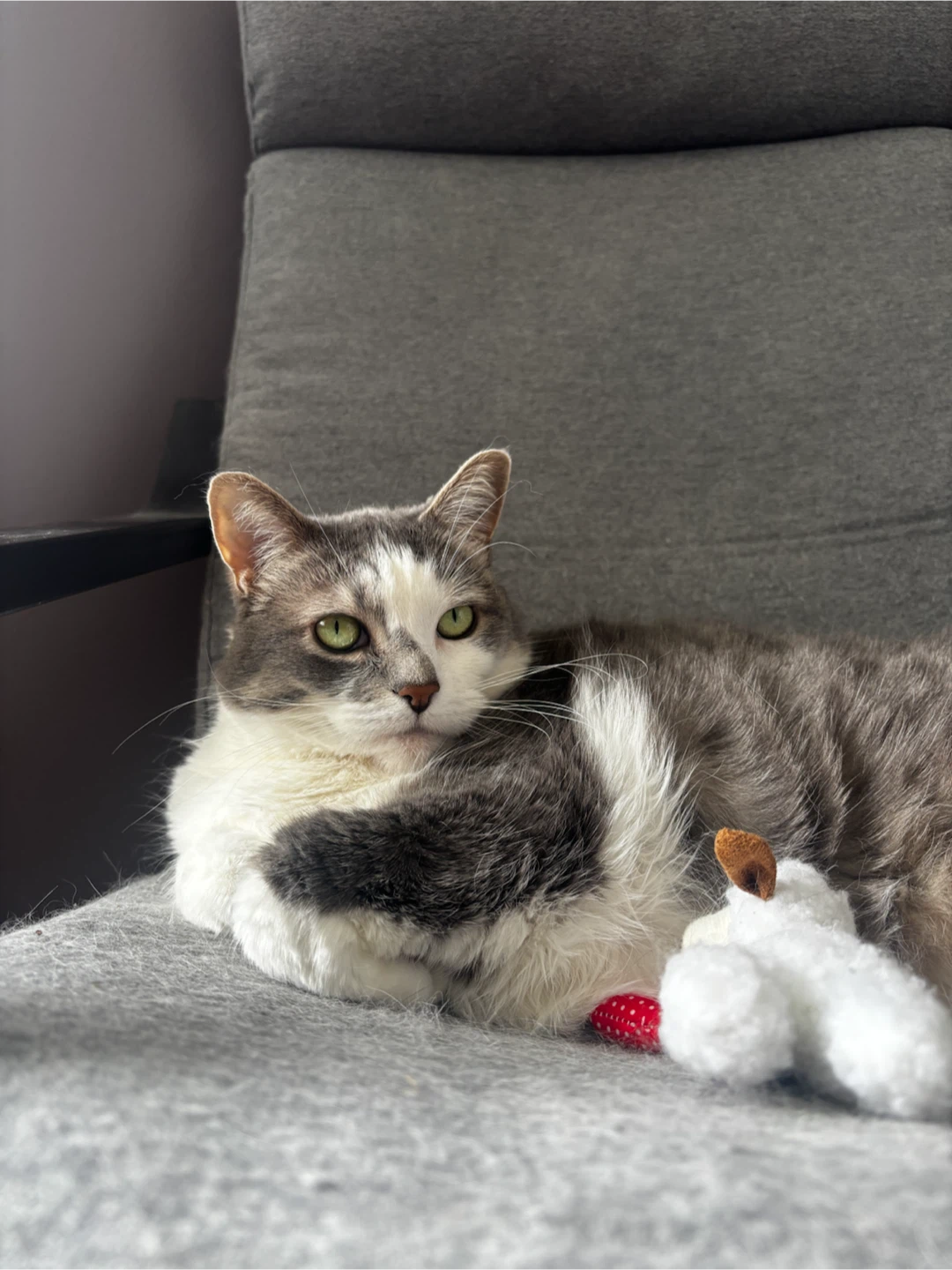 Loving, calm affectionate cat - photo 3