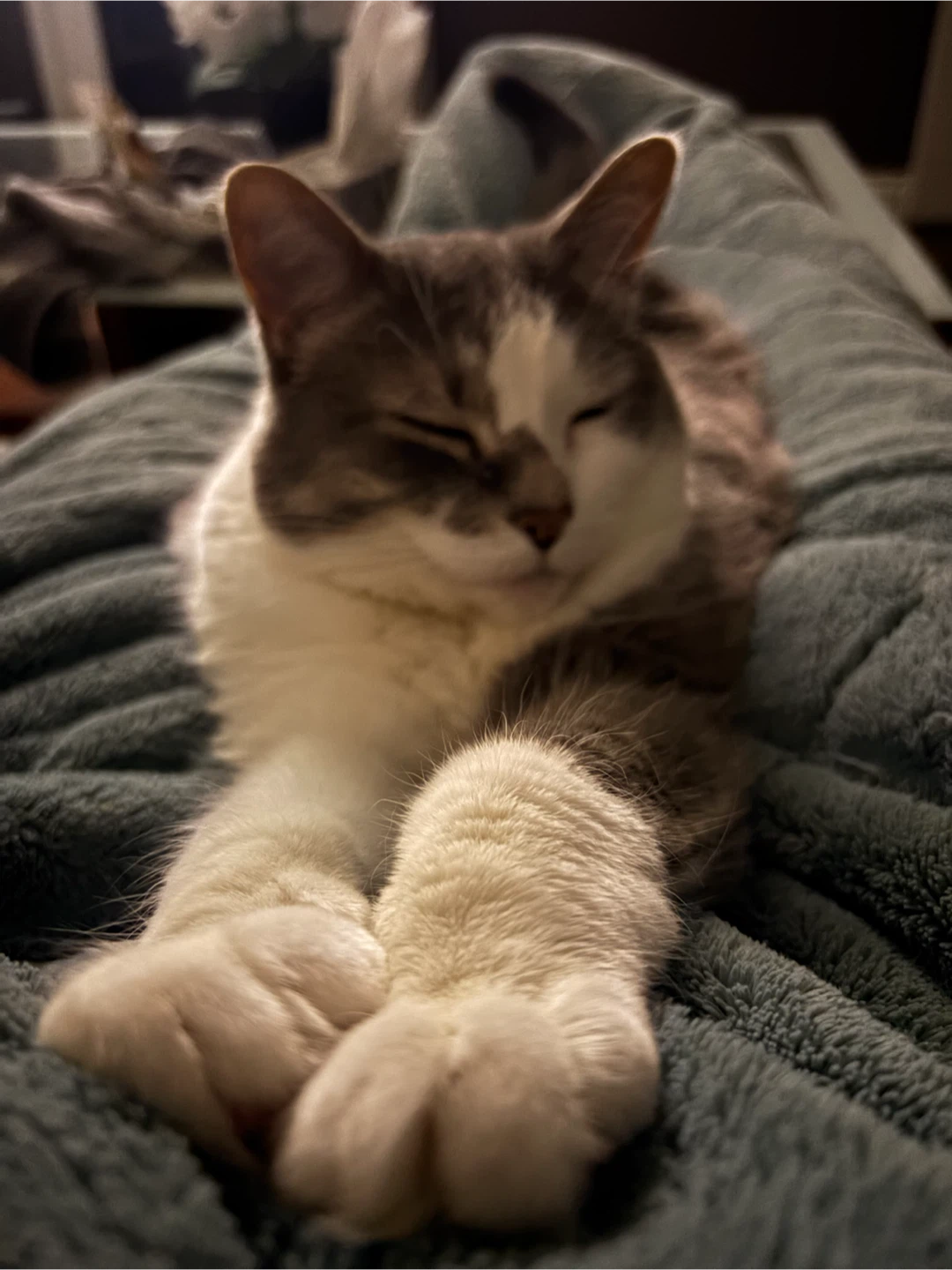 Loving, calm affectionate cat - photo 4