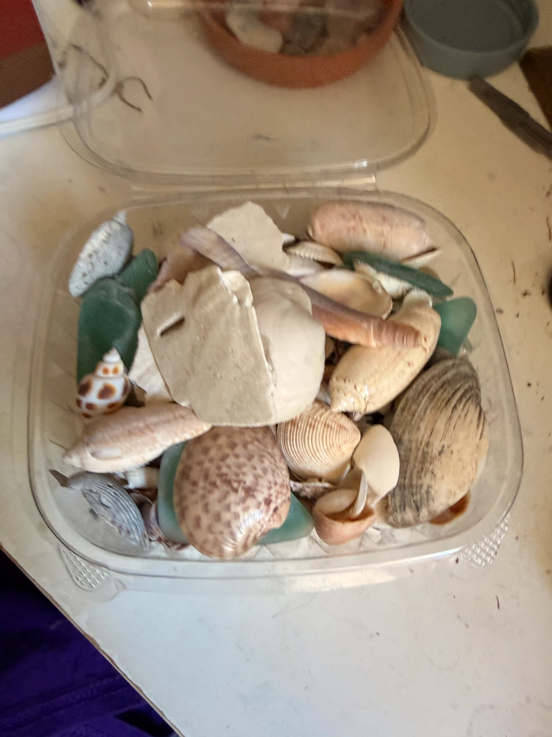 Assorted Seashells and Sea Glass Container