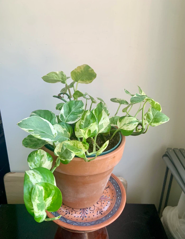 Jade Pothos Plant in terracotta pot - photo 2