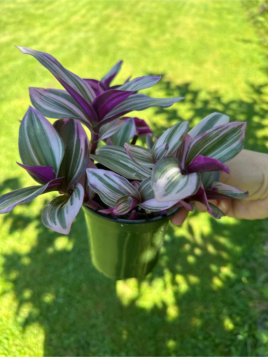 Tradescantia Nanouk Houseplant