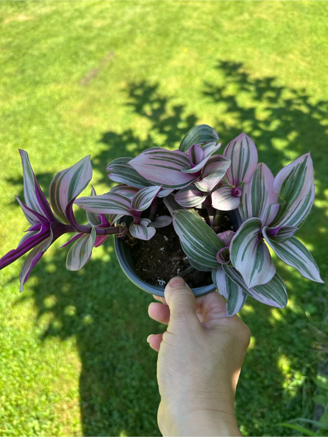 Tradescantia Nanouk Houseplant - photo 2
