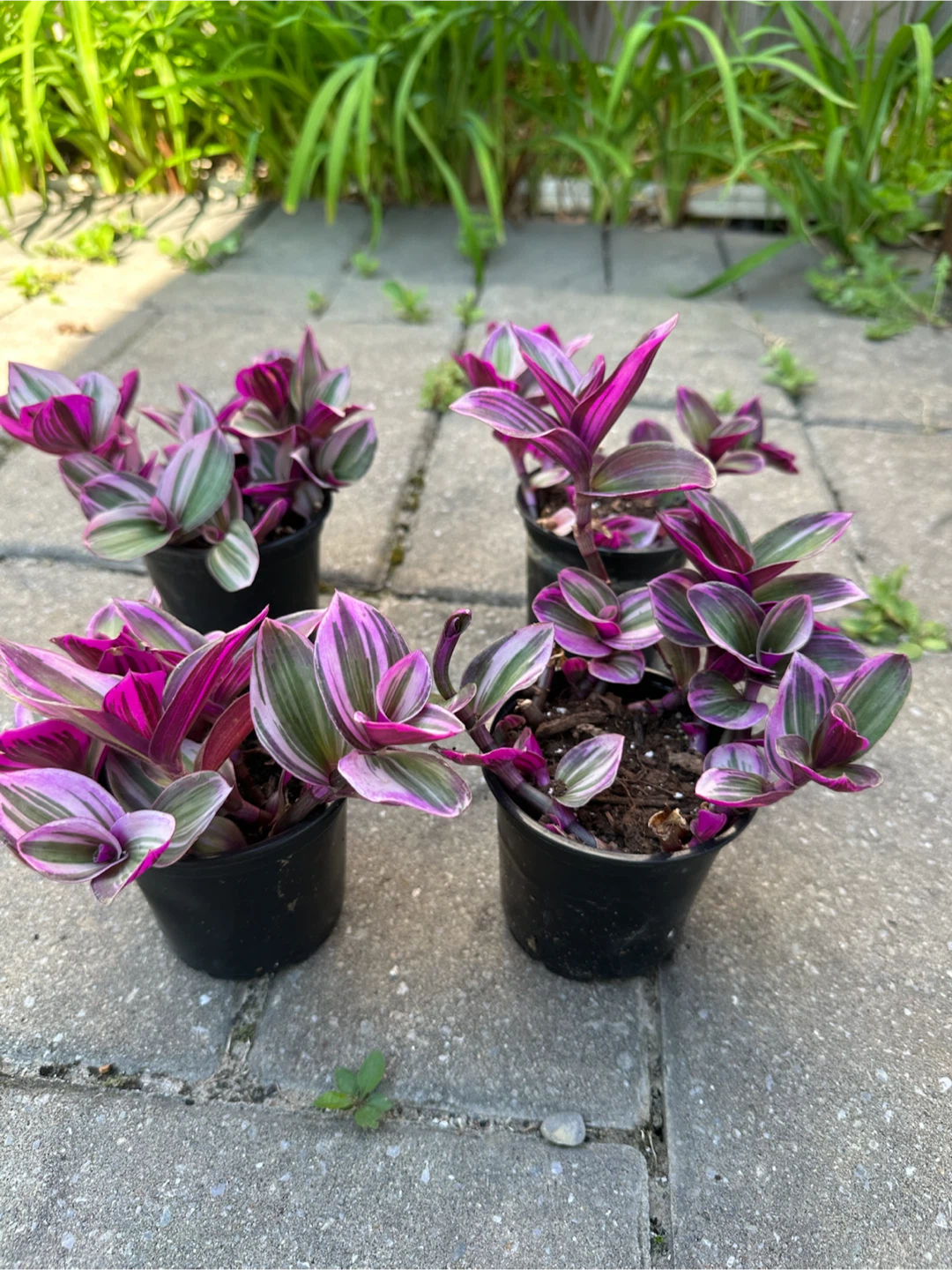 Tradescantia Nanouk Houseplant - photo 3