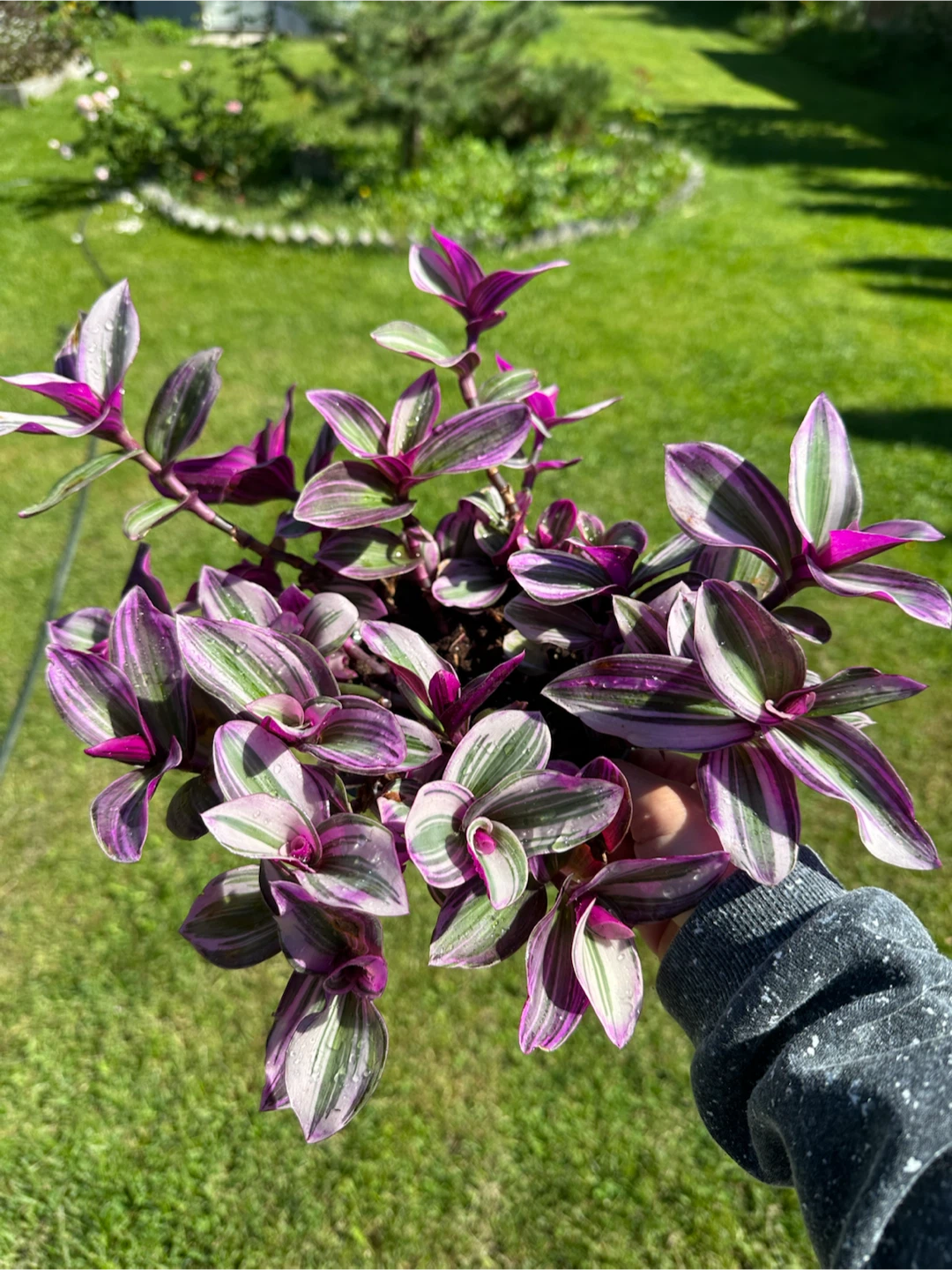 Tradescantia Nanouk Plant