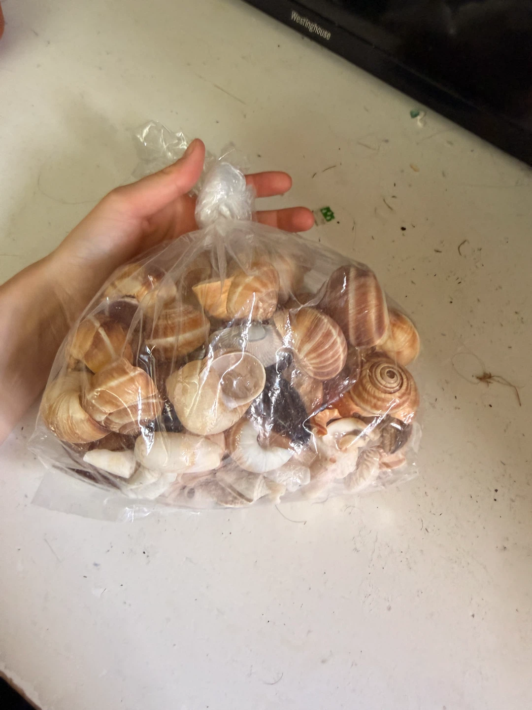 Bag of Assorted Snail shells and sea shells