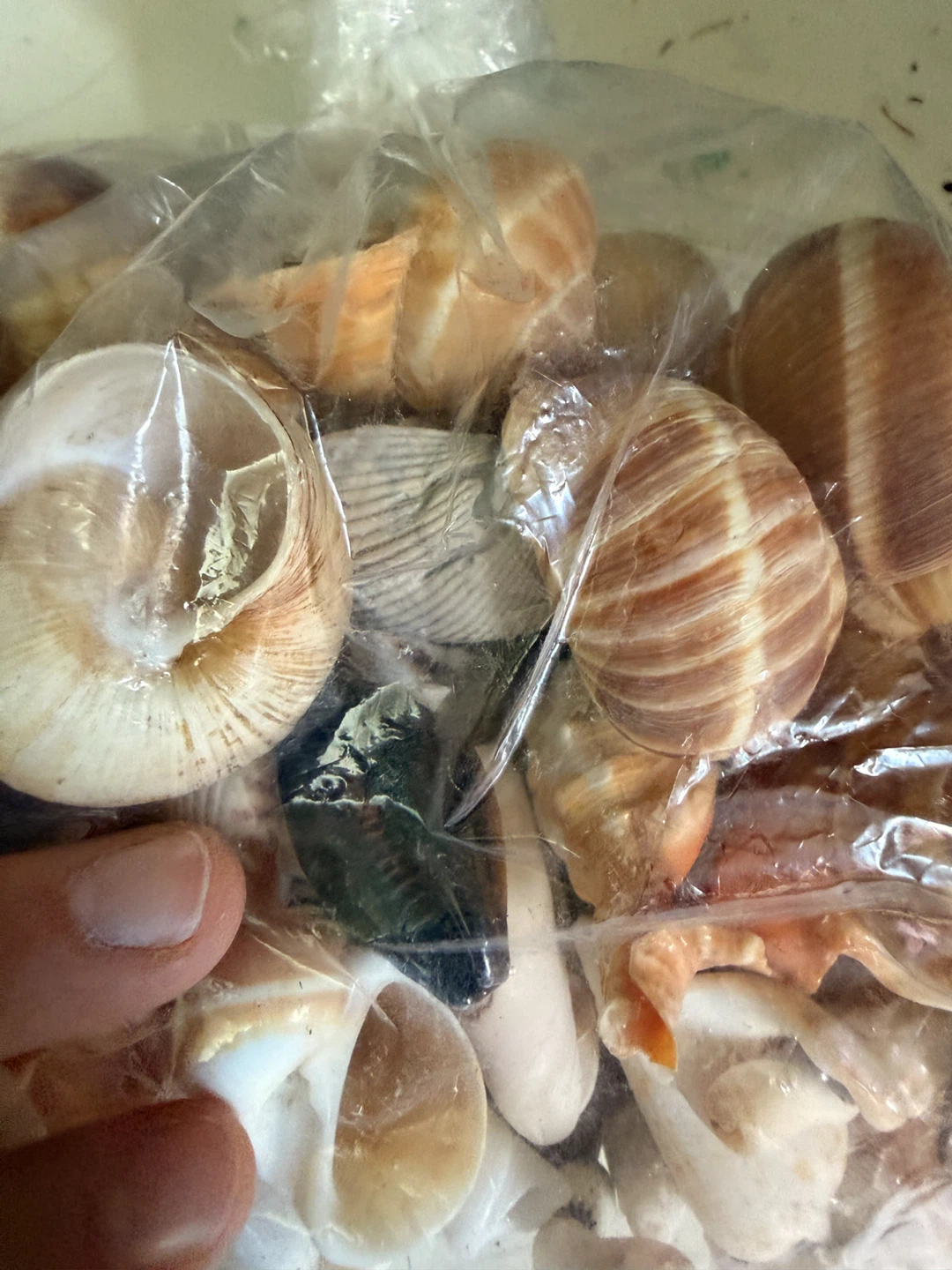 Bag of Assorted Snail shells and sea shells - photo 2