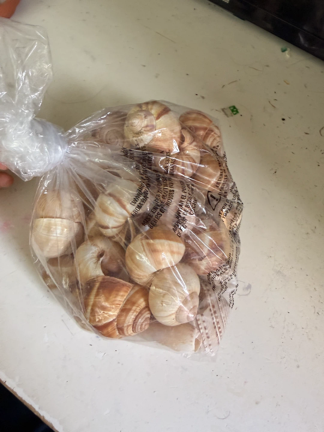 Bag of Assorted Snail shells and sea shells - photo 3