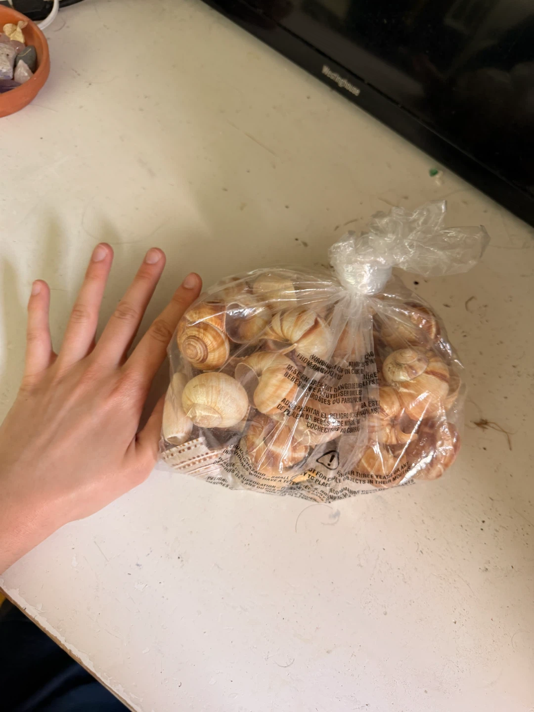 Bag of Assorted Snail shells and sea shells - photo 4
