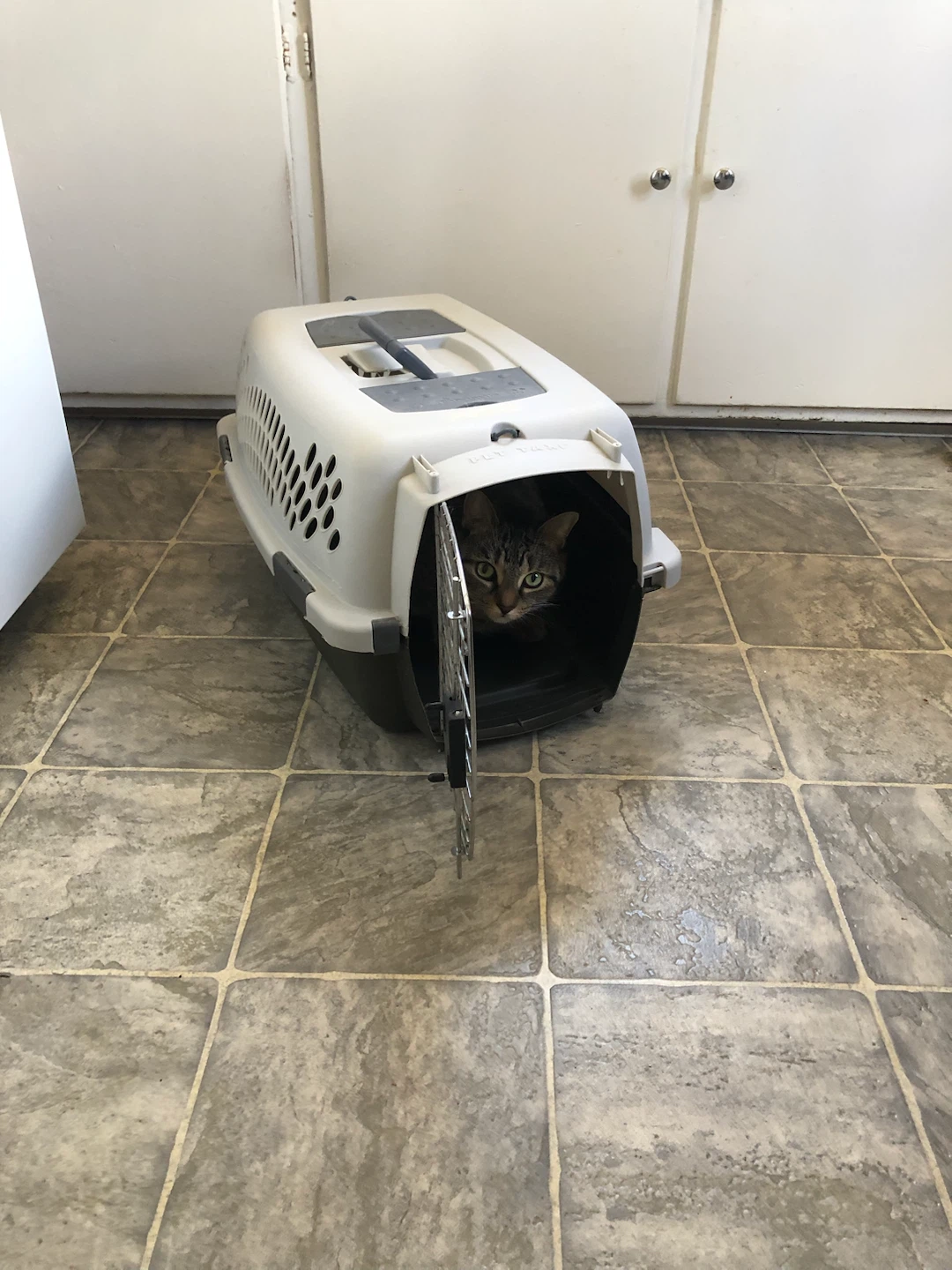 Pet Valu Pet Carrier