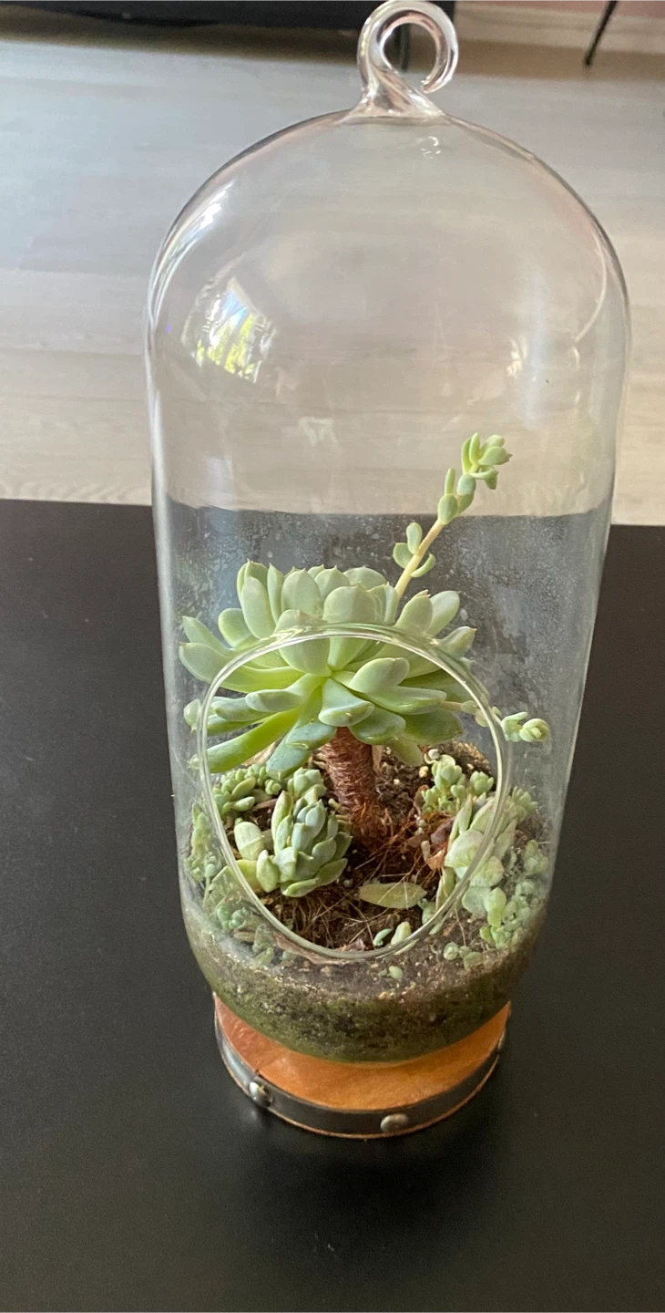 Glass Terrarium with Succulents