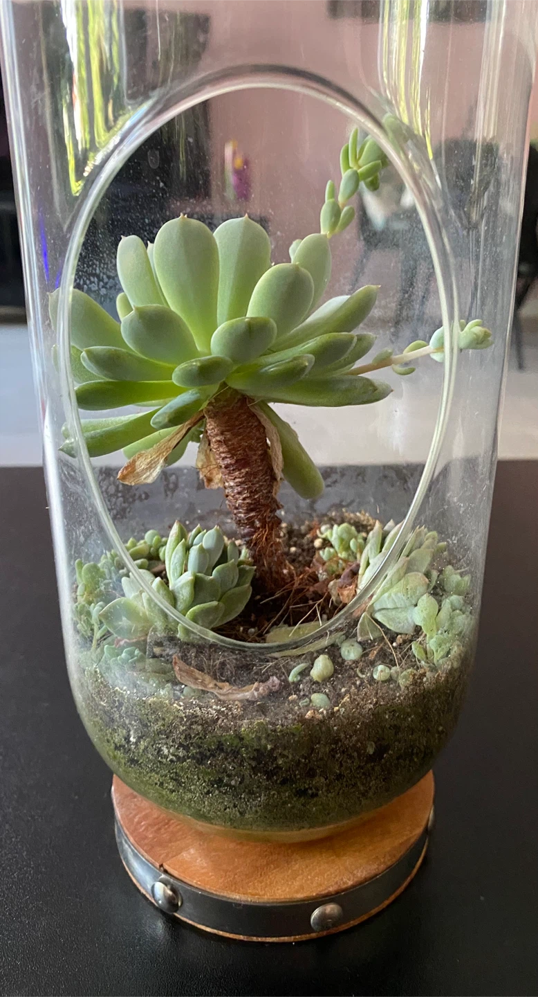 Glass Terrarium with Succulents - photo 2