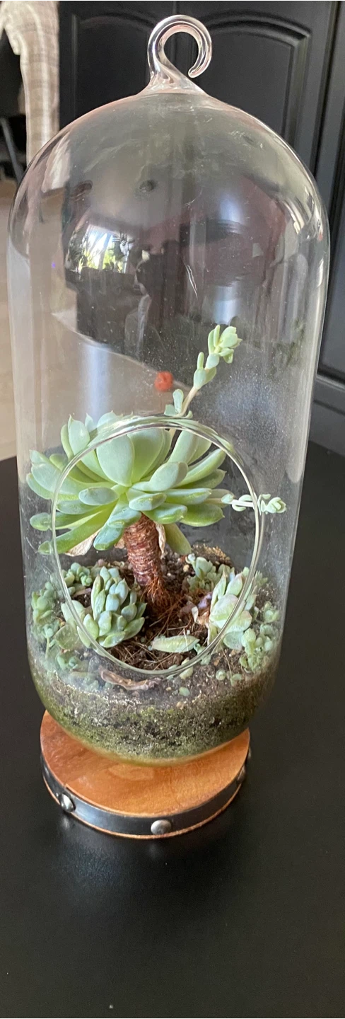 Glass Terrarium with Succulents - photo 3