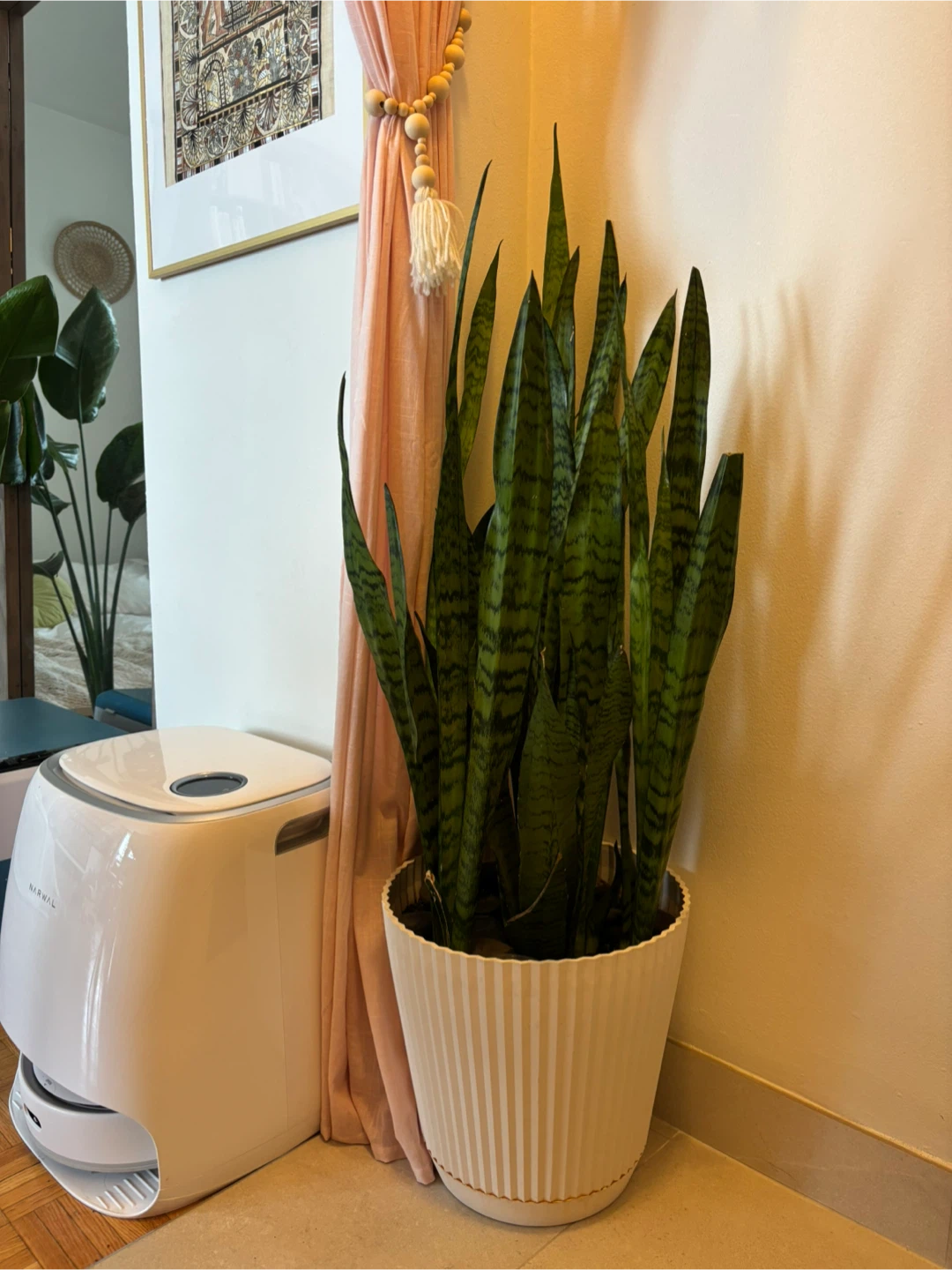 MOVING - Large Snake Plant