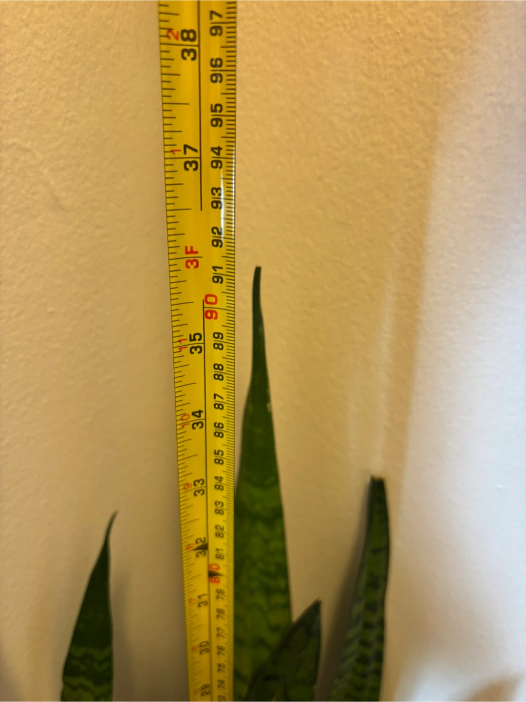 MOVING - Large Snake Plant - photo 2