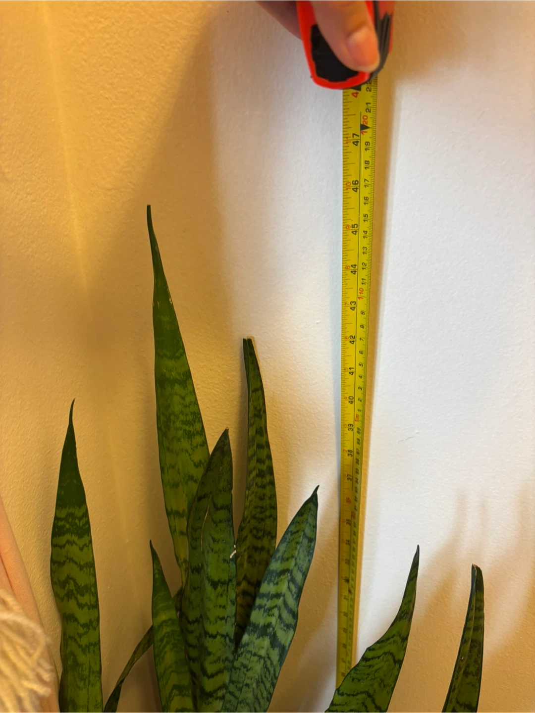 MOVING - Large Snake Plant - photo 3