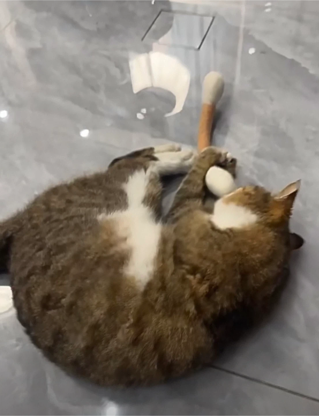 New Cat Toy