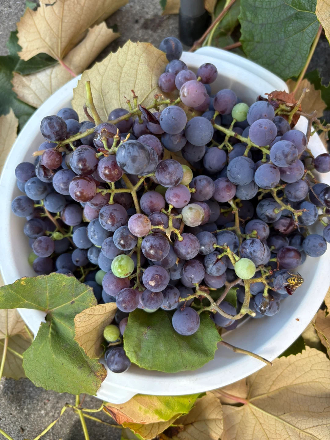 Just picked Freshly harvested grapes 🍇 from my backyard