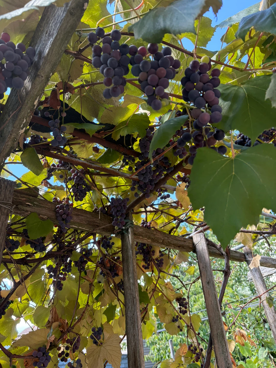 Just picked Freshly harvested grapes 🍇 from my backyard - photo 2