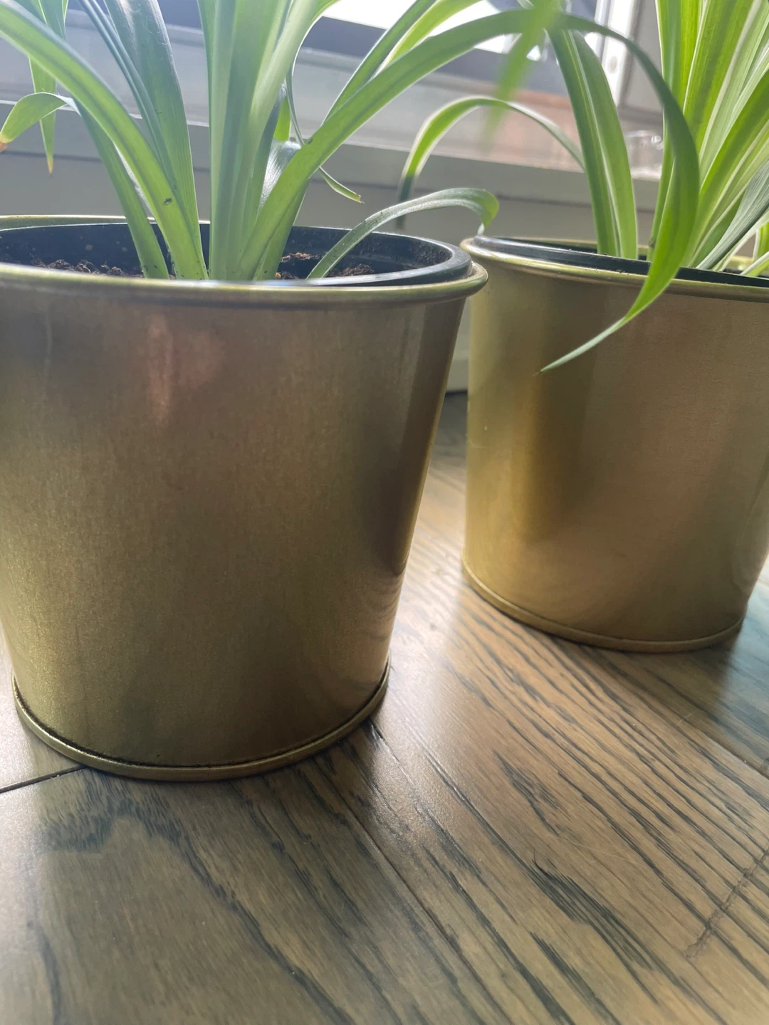 Two Spider Plants in Gold Pots