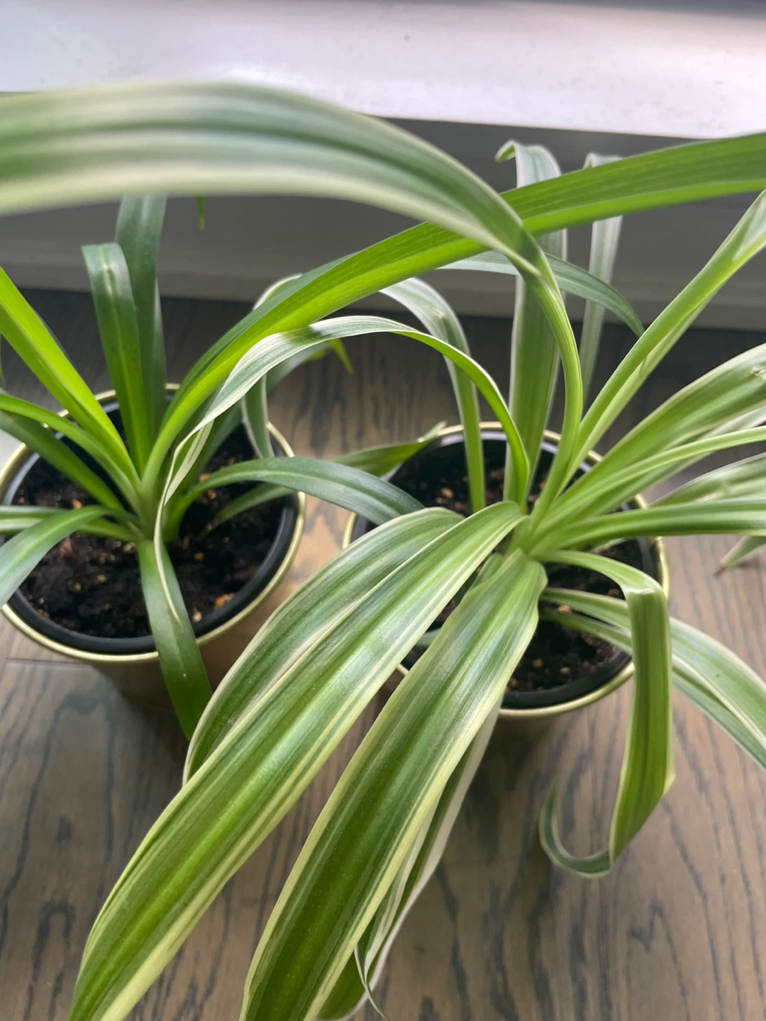 Two Spider Plants in Gold Pots - photo 2