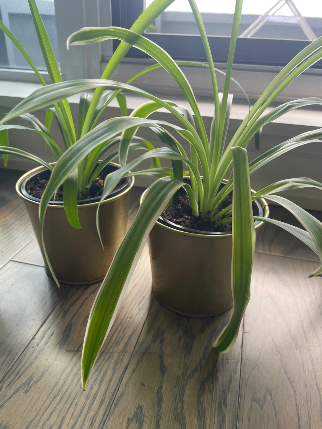 Two Spider Plants in Gold Pots - photo 3