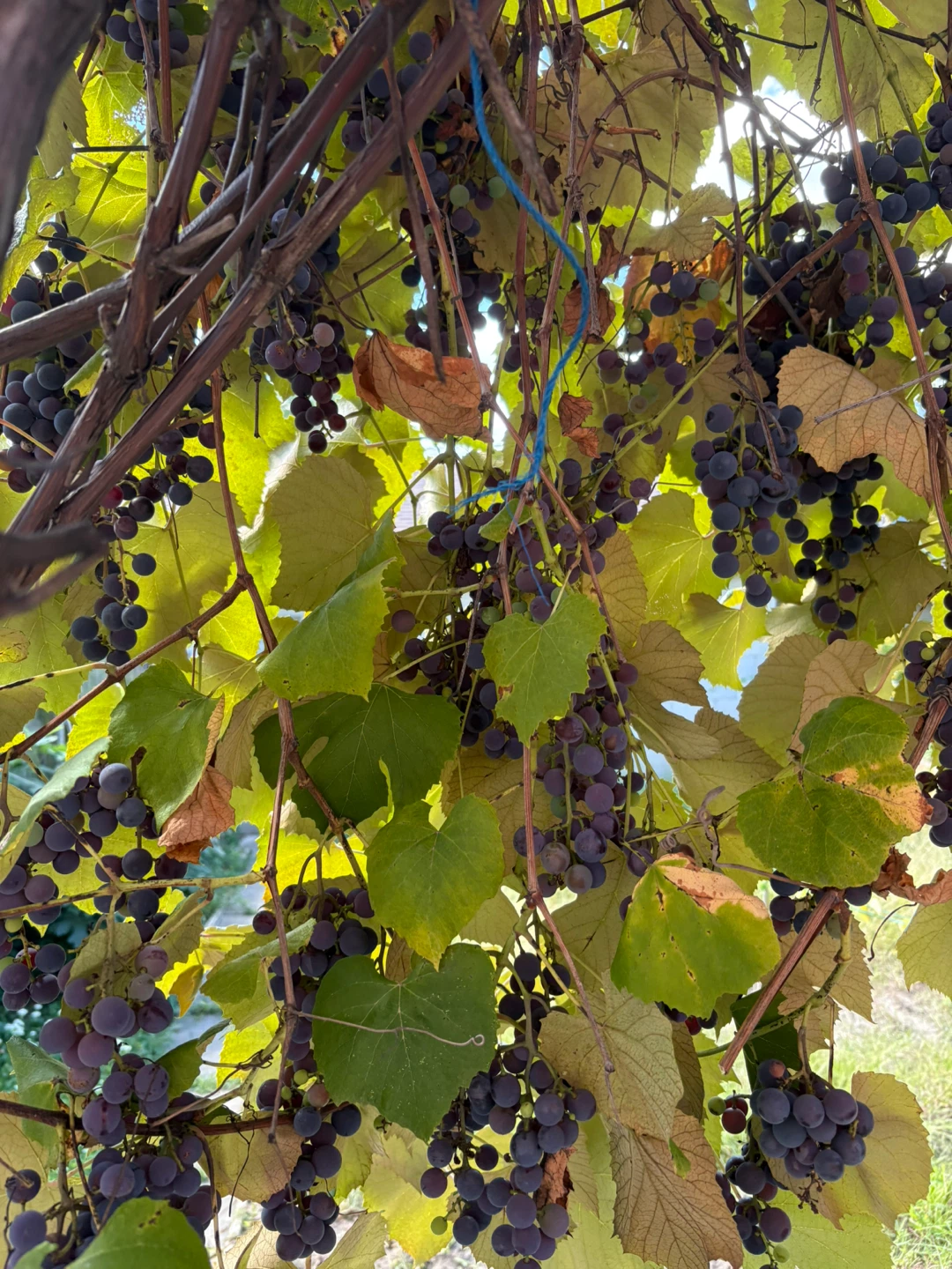 🆓 Freshly harvested backyard purple 🍇 - photo 2