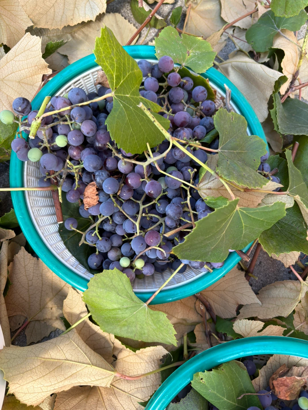 🆓 Freshly harvested grapes 🍇 from my backyard - photo 2