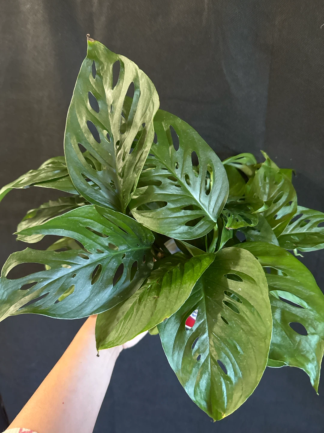 Monstera Adansonii cuttings